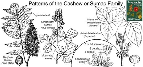 List of plants in the family Anacardiaceae .